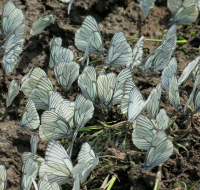 Капустница