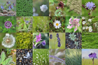 летнее настроение одного дня