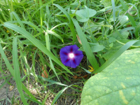 краски лета