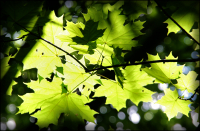 Летний свет