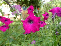 Краски лета...