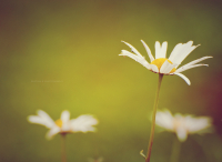 Жизнь после дождя