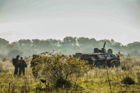 Лесные прогулки