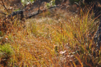 Осеннее волшебство