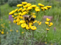 Пижмовый шмель