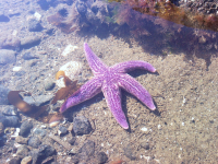 амурская звезда