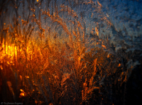 мороз и солнце