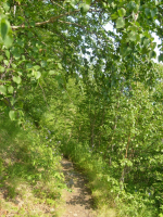 Тропинка в зеленое