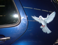 Голубь на Golf