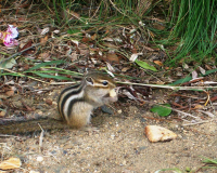 частый гость