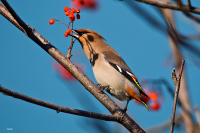 свиристель