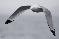 Идеальная аэродинамика