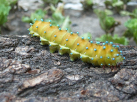 Скоро стану бабочкой:))))надеюсь