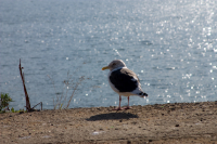 я слежу за тобой