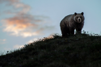 Не ходите дети в лес