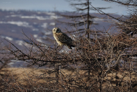 Совушка ( Anneta_Sevo )