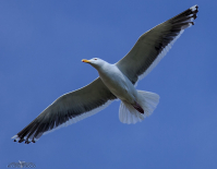 Летела чайка на закат