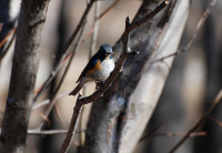 Синехвостка.