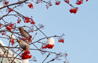 прилетели свиристели