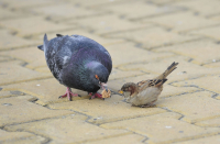 Давай делиться!