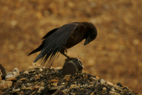 Фиолетово - Черный