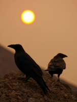 Разговор без Слов с Солнцем