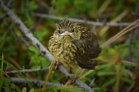 Кажись... Ты не моя Мама...