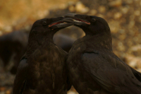 Двое Черных