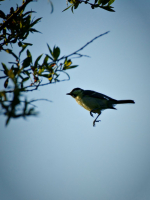 Прирожденные Парить