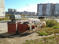 Пейте дети молоко..