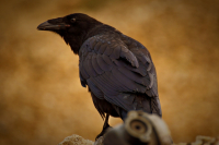 Фиолетово-Черный