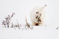 Как зайчиха плела косу.