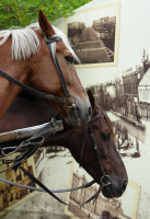 Осенние зарисовки.