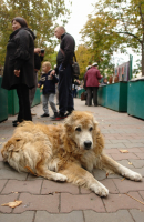 Жив бродяга...