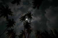 лунная ночь