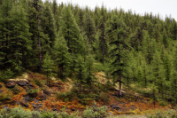 там, на неведомых дорожках