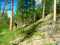 Звериными тропами