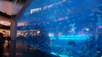 аквариум в дубай молле