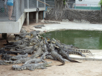 крокодильчики