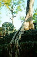 храм джунглей