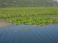 Река в горах