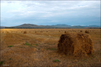 В полях у Россоши