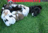 Товар вечернего рынка Thepprasit