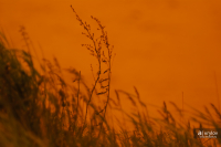 Ёжик в тумане