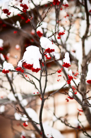 зимняя рябина