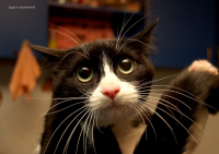 Колбасу не ела