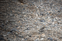 Трясогуска