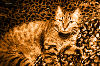 Котэ и диван