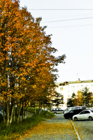 Деревья поржавели