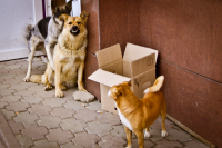 Собака-улыбака